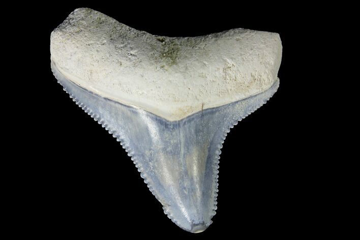 Serrated, Fossil Megalodon Tooth - Bone Valley, Florida #145110